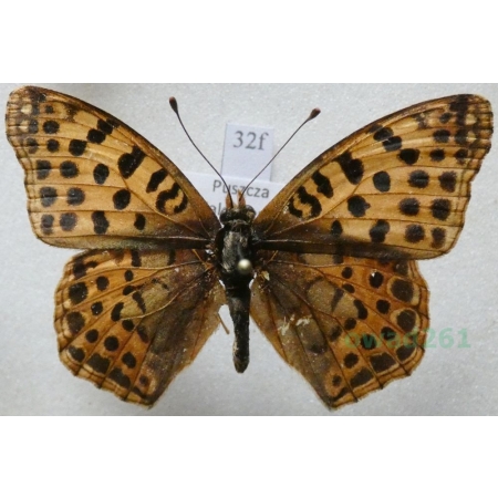 Issoria lathonia (Linnaeus, 1758) female Dostojka latonia Poland32f